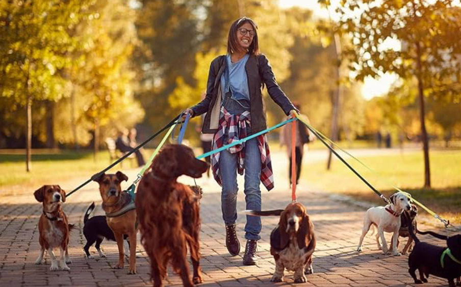 Dog Leads. Bright Colours. Durable and Reliable