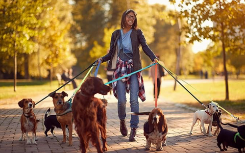 Dog Leads. Bright Colours. Durable and Reliable
